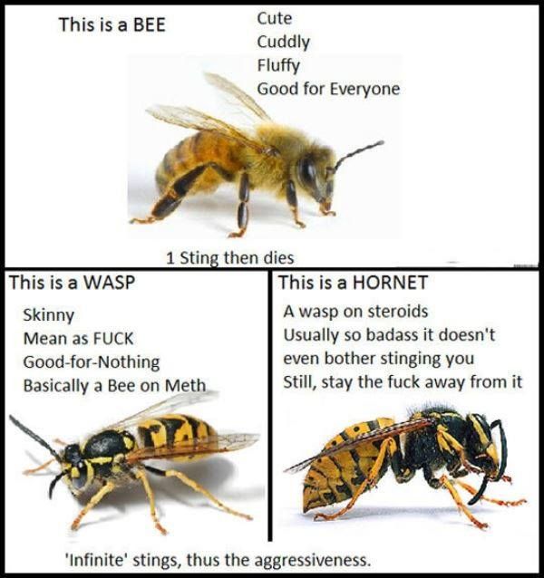 My Experience With a Hornet